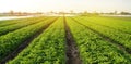 Potato plantations are grow on the field on a sunny day. Growing organic vegetables in the field. Vegetable rows. Agriculture. Royalty Free Stock Photo