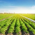 Potato plantations are grow on the field on a sunny day. Growing organic vegetables in the field. Vegetable rows. Agriculture.