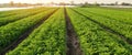 Potato plantations are grow on the field on a sunny day. Growing organic vegetables in the field. Vegetable rows. Agriculture.