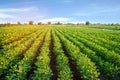 Potato plantations grow in the field. vegetable rows. farming, agriculture. Landscape with agricultural land. crops Royalty Free Stock Photo