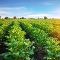 Potato plantations grow in the field. vegetable rows. farming, agriculture. Landscape with agricultural land. crops