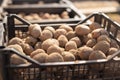 Potato planting season. Tubers lie in black boxes in the sun for germination Royalty Free Stock Photo