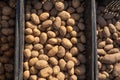 Potato tubers are in black plastic boxes for planting Royalty Free Stock Photo