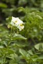 Potato plants Royalty Free Stock Photo
