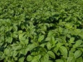 Potato plants