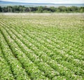 Potato plants blooming in an Idaho farm field Royalty Free Stock Photo