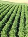 Potato plants blooming in the fertile farm fields of Idaho. Royalty Free Stock Photo