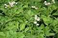 Potato plants with flowers in the field color photography Royalty Free Stock Photo