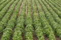 Potato Plants Grow Idaho Farm Agriculture Food Crop Royalty Free Stock Photo