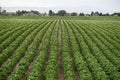 Potato Plants Grow Idaho Farm Agriculture Food Crop Royalty Free Stock Photo