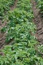 Potato plants grow in rows in a potato field. Green potato crops Royalty Free Stock Photo