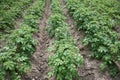 Potato plants grow in rows in a potato field. Green potato crops close up Royalty Free Stock Photo