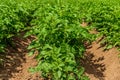 Potato plants growing in a sunny field in Sweden Royalty Free Stock Photo