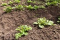 Potato plants after hoeing in rows on field in sunlight. Growing organic potatoes in the garden Royalty Free Stock Photo