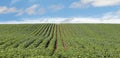 Potato Plants