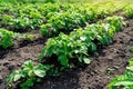 Potato plants in rows on a kitchengarden farm springtime with sunshine