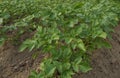 Potato plants top view image