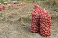 Potato Production - Rows of Potato Sacks in a Field Royalty Free Stock Photo