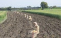 Potato Rabi Crop Harvest Bags between Wheat Crop Field