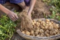 In winter some Local farmers are on potato harvesting field in Thakurgong, Bangladesh.