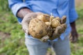 Roots full potatoes are showing a worker in Thakurgong, Bangladesh.