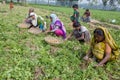 In winter some Local farmers are on potato harvesting field in Thakurgong, Bangladesh.