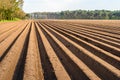 Potato ridges in a Dutch landscape in the spring season Royalty Free Stock Photo