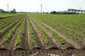 Potato ridges, farmstead and windmills, Netherlands Royalty Free Stock Photo