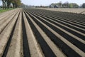 Potato ridges in Potato field, Netherlands Royalty Free Stock Photo