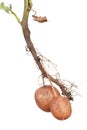 Potato root Royalty Free Stock Photo