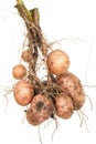 Potato root Royalty Free Stock Photo