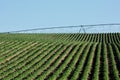 Green crop rows on an Idaho potato farm. Royalty Free Stock Photo