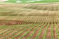 Potato rows on an Idaho farm Royalty Free Stock Photo