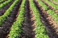 Potato rows on an Idaho farm Royalty Free Stock Photo
