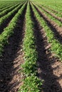 Potato rows on an Idaho farm Royalty Free Stock Photo