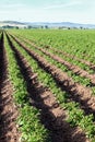 Potato rows on an Idaho farm Royalty Free Stock Photo