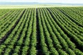 Potato rows in an Idaho farm field. Royalty Free Stock Photo