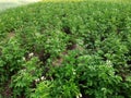 Potato rows in a vegetable garden Royalty Free Stock Photo