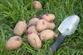 Potato seed lying on the grass Royalty Free Stock Photo