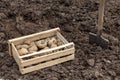 Potato seeds in a wooden box before planting in the ground Royalty Free Stock Photo