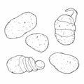 Potato set. Hand drawn potatoes vector illustration isolated on white background Royalty Free Stock Photo