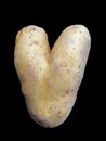 Potato in the shape of a heart. Potato fruits of an unusual shape. Concept: love potatoes. Vegetables isolated on black background