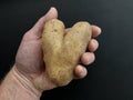 Potato in the shape of a heart. Potato fruits of an unusual shape. Concept: love potatoes. Vegetables isolated on black background