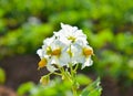 Close up of beautiful Potato or Solanum tuberosum flower Royalty Free Stock Photo