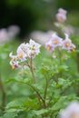 Potato, Solanum tuberosum, flowering plant Royalty Free Stock Photo