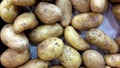 Potato Solanum tuberosum Royalty Free Stock Photo