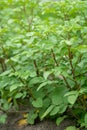 Potato, Solanum tuberosum, plants in vegetable garden Royalty Free Stock Photo