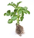 Potato sprout Royalty Free Stock Photo