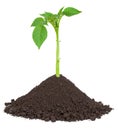 Potato sprout Royalty Free Stock Photo
