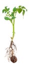 Potato sprout from the root Royalty Free Stock Photo